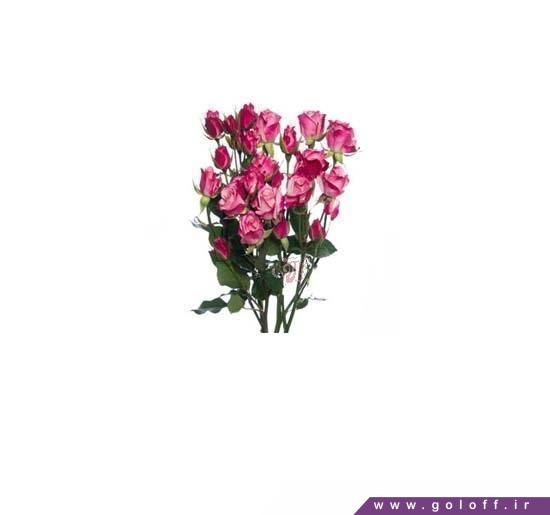 دسته گل رز مینیاتوری امی - Roses | گل آف
